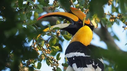 ರಮೇಶ್ ಕ್ಯಾಮೆರಾದಲ್ಲಿ ಸೆರೆ ಸಿಕ್ಕ ಪಕ್ಷಿಗಳ ಅದ್ಭುತ ಲೋಕವಿದು...