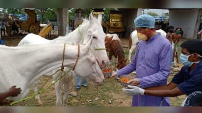 লকডাউনে অবলার চোখ গেল ভিজে,  ভিক্টোরিয়ার সামনে অভুক্ত ঘোড়াদের খাবার খাওয়ালেন বনমন্ত্রী