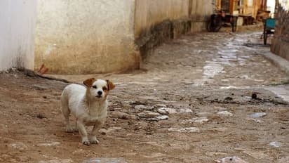 ಹೊಸ ಸಂಶೋಧನೆ- ಬಾವಲಿ ಅಲ್ಲ ಈ ಪ್ರಾಣಿಯಿಂದ ಹರಡಿದಂತೆ ಕೊರೋನಾ?