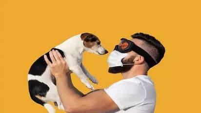 New research - Not bats coronavirus was spread by this animal?