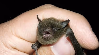 ಬಾವಲಿಗಳಿಂದ ಜನಕ್ಕೆ ಕೊರೋನಾ ಬರಲ್ಲ: 64 ವಿಜ್ಞಾನಿಗಳು