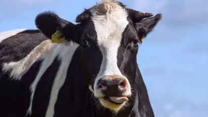 കൊവിഡ് രോഗികള്ക്ക് പഞ്ചഗവ്യം പരീക്ഷിക്കാനൊരുങ്ങി ഗുജറാത്ത്