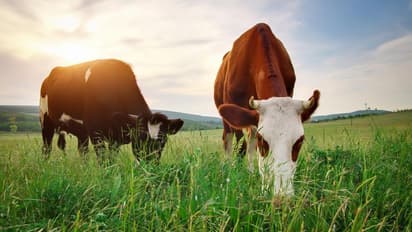 ഇന്ത്യയെ വിശ്വഗുരുവാക്കിയത് പശുവും ഗംഗയും ഗീതയുമെന്ന് യുപി മന്ത്രി