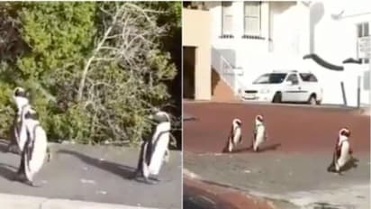'ഇവിടെ ഉണ്ടായിരുന്ന ആളുകളൊക്കെ എവിടെ പോയി..'; തെരുവിൽ ചുറ്റിക്കറങ്ങി പെൻഗ്വിനുകൾ, വീഡിയോ വൈറൽ