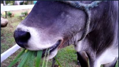 പശുവിനെ കെട്ടിയിരുന്ന കയറില്‍ കുരുങ്ങി പിഞ്ചുകുഞ്ഞിന് ദാരുണാന്ത്യം