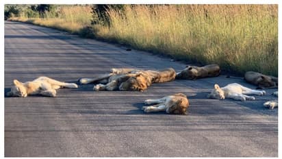 লকডাউনে গৃহবন্দি মানুষ, জনশূণ্য রাস্তায় নিশ্চিন্তে ঘুমোচ্ছে পশুরাজের পরিবার, ভাইরাল হল ছবি