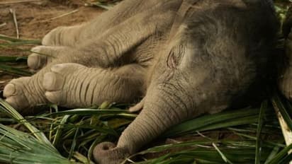 കൊവിഡ് 19 ബാധയെന്ന് സംശയം; ആനക്കുട്ടിയുടെ സാമ്പിള് പരിശോധയ്ക്കയച്ചു