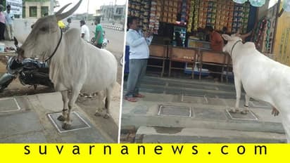 ಹಸುವಿಗೆ ಇದ್ದಷ್ಟು ಬುದ್ಧಿ ಮನುಷ್ಯನಿಗೆ ಇದ್ದಿದ್ರೇ ಕೊರೋನಾ ನಮ್ಮತ್ರ ಬರ್ತಿರಲಿಲ್ವೇನೋ..?