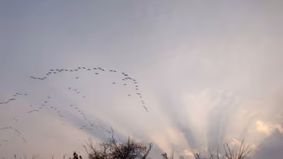 നവി മുംബൈയില്‍ പറന്നിറങ്ങിയ രാജഹംസങ്ങള്‍