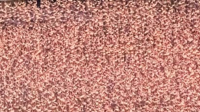 ಮುಂಬೈ ನಗರಕ್ಕೆ  ಪಿಂಕ್‌ ಬಣ್ಣ ಬಳಿದ ಸಾವಿರಾರು  ಫ್ಲೆಮಿಂಗೊಗಳು