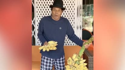 বাড়ির বাগানে তৈরি হচ্ছে কলা-সবেদা, লকডাউনে তাতেই ভুরিভোজ ধর্মেন্দ্রর