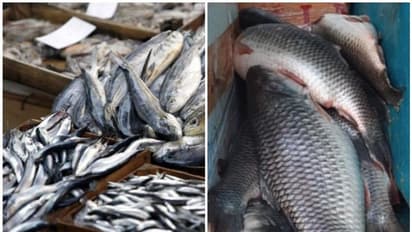 ഓപ്പറേഷൻ സാഗർ റാണി, വാളയാറില്‍ നിന്നും പിടികൂടിയത് 3,500 കിലോ പഴകിയ മത്സ്യം