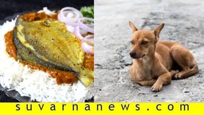 ಮೂಡುಬಿದಿರೆಯಲ್ಲಿ ಬೀದಿ ನಾಯಿಗಳಿಗೂ ಮೀನೂಟ