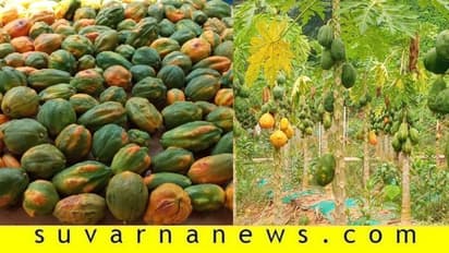 ಥೈವಾನ್ ರೆಡ್ ಲೇಡಿ ಪಪ್ಪಾಯಿ ಕೇಳೋರಿಲ್ಲ, 30 ಟನ್ ಫಸಲು ನಷ್ಟ