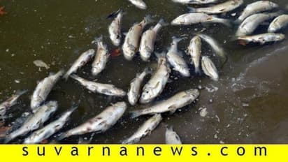 11 ವಾರ್ಡ್ಗಳಿಗೆ ನೀರು ಪೂರೈಸುತ್ತಿದ್ದ ನದಿಗೆ ವಿಷ, ಮೀನುಗಳ ಮಾರಣ ಹೋಮ