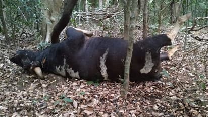 ವಾಹನ ಸಂಚಾರ ಸ್ತಬ್ಧ: ನಗರಗಳತ್ತ ಕಾಡು ಪ್ರಾಣಿಗಳ ಎಂಟ್ರಿ, ಬಾವಿಯಲ್ಲಿ ಬಿದ್ದು ಕಾಡುಕೋಣ ಸಾವು