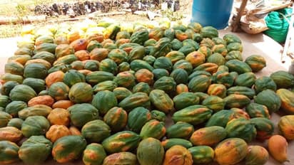 ಕಷ್ಟಪಟ್ಟು ಬೆಳೆದ ಪಪ್ಪಾಯಿಗೆ ಬೆಲೆಯೇ ಇಲ್ಲ..!