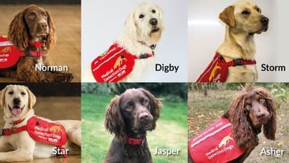 Coronavirus: Dogs being trained in England to detect COVID-19; meet ‘Super Six’ selected