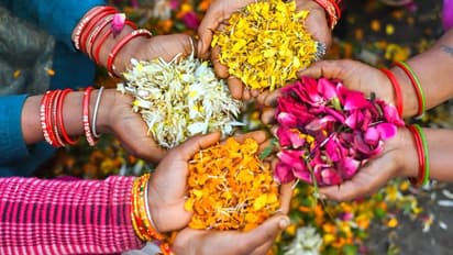 ವಾಸ್ತು ದೋಷ, ಒತ್ತಡ ನಿವಾರಿಸೋ ಮಾಂತ್ರಿಕ ಹೂವು! ಇರಲಿ ನಿಮ್ಮನೆ ಹತ್ತಿರ 