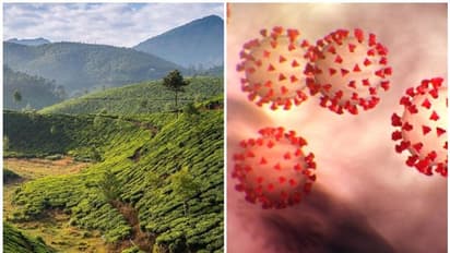 ഇടുക്കിയിൽ ജനപ്രതിനിധി അടക്കം മൂന്നുപേർക്ക് പുതുതായി രോഗം സ്ഥിരീകരിച്ചെന്ന് ജില്ലാ കളക്ടർ