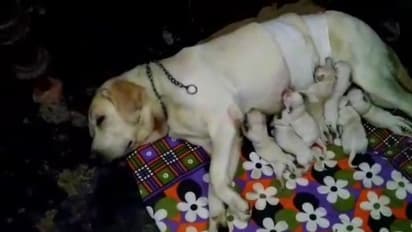 ঝড়-জলের রাতে প্রসব শুরু, পুলিশের বদন্যতায় প্রাণ বাঁচল পোষ্যের