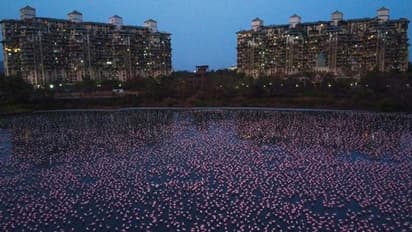 ഇത് പിങ്ക് കടലല്ല, നവി മുംബൈ നഗരമാണ്; അരയന്ന കൊക്കുകള് നിറഞ്ഞ ലോക്ഡൗണ് കാലം