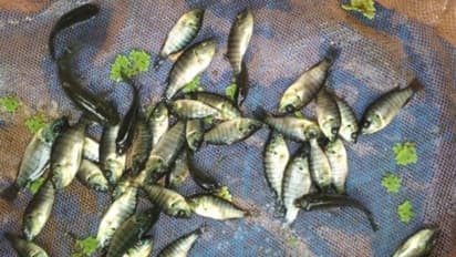 തൊണ്ടയില് ജീവനുള്ള കരിമീന് കുടുങ്ങി, മരണവെപ്രാളത്തില് പിടഞ്ഞ മധ്യവയ്കന് ഒടുവില് പുതുജീവന്