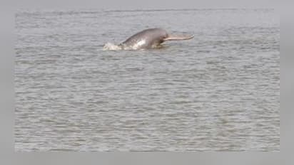 দূষণের মাত্রা কমতেই ম্য়াজিক, কলকাতার গঙ্গা বক্ষে ফিরে খুশির লাফ ডলফিনের