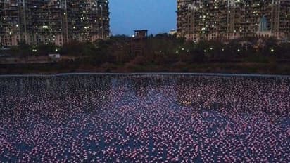 লকডাউনে বদলে যাওয়া শহরের ইতিকথা, বাণিজ্য নগরীতে বিকশিত প্রকৃতি