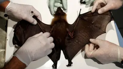 Wuhan lab had 3 live bats but none matched COVID-19: Report