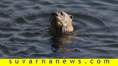ಭದ್ರಾನದಿಯಲ್ಲಿ ನೀರು ನಾಯಿ ಪ್ರತ್ಯಕ್ಷ