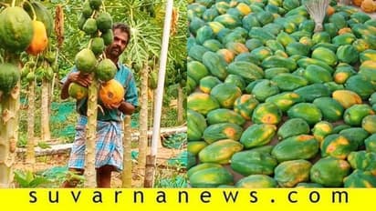 ಬೆಲೆಯಿಲ್ಲದೆ ಬಾಕಿಯಾಗಿದ್ದ ಪಪ್ಪಾಯಿ ಬೆಳೆ ಮನೆಯಿಂದಲೇ ಸೇಲಾಯ್ತು