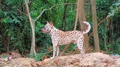 ಕೊರೋನಾ ‌ಎಫೆಕ್ಟ್: ಬೀದಿ‌ನಾಯಿಗೆ ಪಟ್ಟೆ ಹುಲಿ ಗೆಟಪ್..! ಇಲ್ನೋಡಿ ಫೋಟೋಸ್