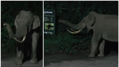 തെരുവുകള് കീഴടക്കി ലോക്ക്ഡൗണ് ആഘോഷവുമായി മൂന്നാറിലെ 'പടയപ്പ'