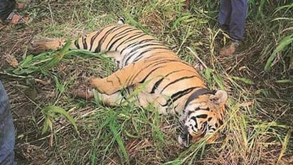 ಬಂಡೀಪುರ: ಕಾಡುಕೋಣದೊಂದಿಗೆ ಕಾದಾಟ, ಹುಲಿ ಸಾವು