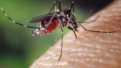 ഇന്ന് ലോക മലേറിയ ദിനം; അറിയാതെ പോകരുത് ഈ ലക്ഷണങ്ങള്‍...