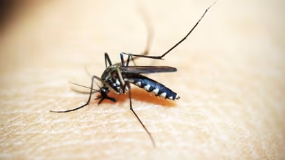 കൊതുകിനെ വീട്ടിൽനിന്നും പറപറത്താം; നിങ്ങൾ ചെയ്യേണ്ടത്...