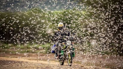 ഇനി വരാനിരിക്കുന്നത് വെട്ടുകിളികളുടെ ആക്രമണം! ലോകം നേരിടുന്നത് ബൈബിളിൽ പറഞ്ഞ 10 മഹാമാരികളോ ?