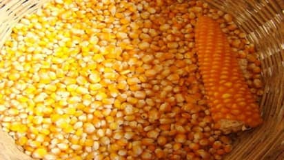 ಅಂತಾರಾಷ್ಟ್ರೀಯ ಮಾರ್ಕೆಟ್ನಲ್ಲಿ ಭರ್ಜರಿ ಬೇಡಿಕೆ: ಕೊಪ್ಪಳದಿಂದ ಮೆಕ್ಕೆಜೋಳ ರವಾನೆ