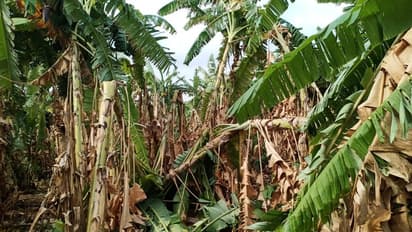 ಚಿತ್ರದುರ್ಗ: ಗಾಳಿ ಮಳೆಗೆ 1000ಕ್ಕೂ ಹೆಚ್ಚು ಬಾಳೆ ನಾಶ