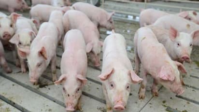 പന്നിമാംസത്തിന്റെ വില്പ്പന നിരോധിച്ച് അസാം; അജ്ഞാത വൈറസ് പടരുന്നു