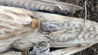 ಹದ್ದಿನ ಕಳೇಬರದಲ್ಲಿ ಸೆನ್ಸರ್‌: ಆತಂಕದಲ್ಲಿ ಜನತೆ