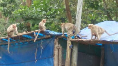 പട്ടിണി രൂക്ഷമായതോടെ പൂട്ടിയിട്ട കടകളില് അതിക്രമിച്ച് കയറി വാനരസംഘം