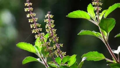 Native to India, Tulasi has a lot of medicinal properties. But why shouldn’t one chew it?