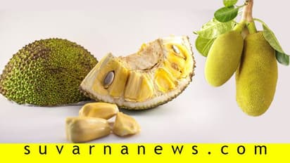 ಹಲಸು ತಿಂದು ಬೀಜ ಹೊರಗೆಸೆಯುವ ಮುನ್ನ ಇದನ್ನೊಮ್ಮೆ ಓದಿ