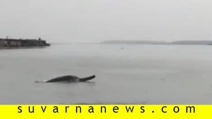 ಗಂಗೆ ಶುದ್ಧವಾದ ಬೆನ್ನಲ್ಲೇ ನದಿಯಲ್ಲಿ ಡಾಲ್ಫಿನ್ ಪ್ರತ್ಯಕ್ಷ!, ವಿಡಿಯೋ ವೈರಲ್