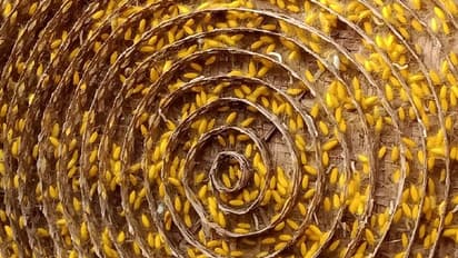 লকডাউনের গেরোয় রেশমগুটি শিল্পীরা, বিপুল আর্থিক ক্ষতির আশঙ্কা