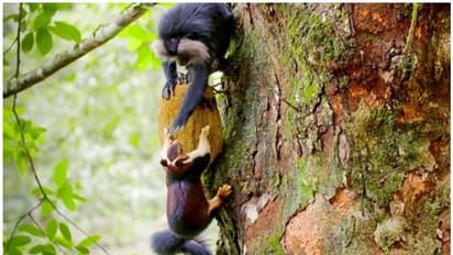 പഴുത്ത ചക്ക കണ്ടെത്താന് മലയണ്ണാന് വേണം; പകരം കിട്ടുന്നത് മുഖമടച്ചുള്ള അടിയും, വൈറലായി കാട്ടിലെ വീഡിയോ