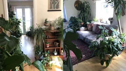 ഒറ്റമുറി വീട്ടിനുള്ളില്‍ വളർത്തിയിരിക്കുന്നത് 1400 ചെടികൾ; ഈ വീടിന്നൊരു കാടാണ്...