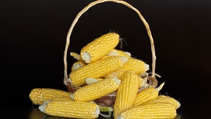 ചോളത്തിന്റെ എട്ടു പുതിയ ഇനങ്ങളുമായി കാര്‍ഷിക ശാസ്ത്രജ്ഞന്‍മാര്‍